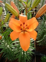 [5114 Yale DJ No01.JPG]